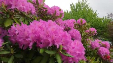 Ev duvarının önünde bir grup çalı ve bitkinin olduğu arka plan. Bahçe tasarımı