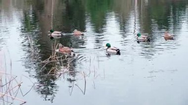 Washington eyaletindeki 5 Mile Lake Park 'ta gölde yüzen ördekler var.