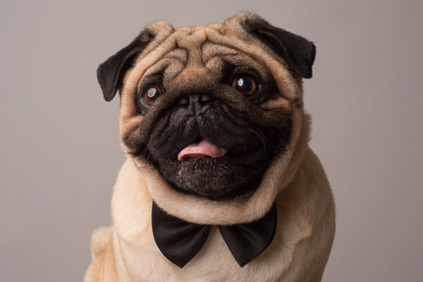 emotional Pug Close-up