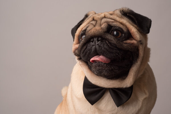 emotional Pug Close-up