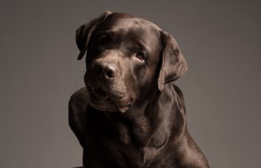Gri arka plan önünde oturan çikolata Labrador retriever