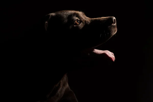 Czekoladowy Labrador Pies myśliwski siedząc czarny deseń — Zdjęcie stockowe