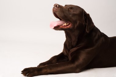 Beyaz arka plan önünde oturan çikolata Labrador retriever