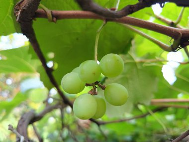 Asma üzerinde olgunlaşmamış yeşil üzüm