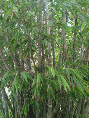 Güzel yemyeşil Bambu Korusu