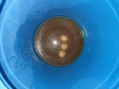 Mavi bir kabın içinde bulanık sıvı içinde yüzen tanımlanamayan üç nesne.