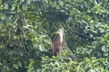 Eagle perched within a tree surrounded by dense greenery