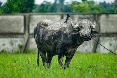 Sırtında kuşla yeşil bir tarlada bufalo, doğal bir ortamda bir iple bağlanmış.