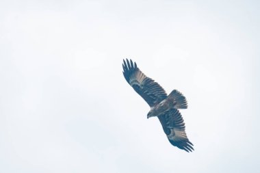 An eagle soars through a cloudy, open sky