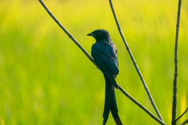 Siyah bir drongo (Dicrurus makrocercus) kuş canlı yeşil alan arkaplanı olan bir dala tünemiştir