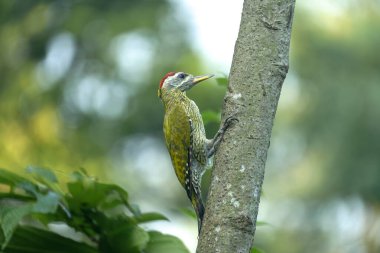 Ağaçkakan (Picus xanthopygaeus) kırmızı başlı ve yeşil tüylü bir ağaçkakandır.