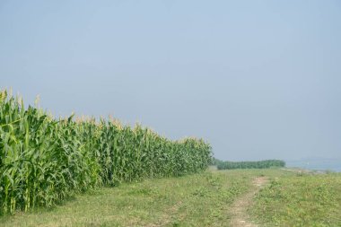 Açık mavi gökyüzü ve ufku olan toprak bir yolun yanında uzun bir sıra mısır bitkisi.