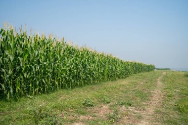 Kırsal alanda, engin mavi gökyüzünün altında toprak bir yolun kenarında bir mısır tarlası.