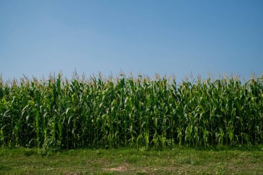 Açık mavi gökyüzünün altında yemyeşil yapraklarla dolu sıra sıra sıra mısır bitkileri.