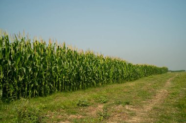 Kırsal kesimde açık mavi gökyüzü olan bir patikanın sınırında uzun bir mısır tarlası.