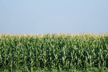 Güneşli bir alanda canlı yeşil mısır bitkilerine yakın çekim