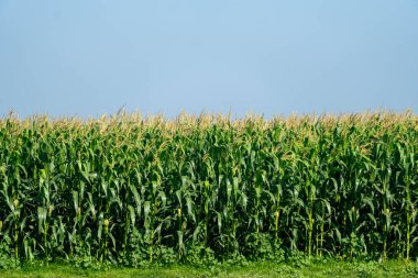 Çoklu kara Drongo (Dicrurus makrocercus) kuşları, arka planda gökyüzü olan mısır bitkilerinin üzerine tünediler.