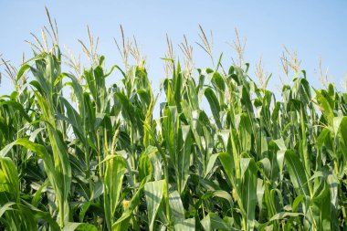 Yazın yemyeşil yapraklarla mavi gökyüzüne uzanan mısır bitkileri