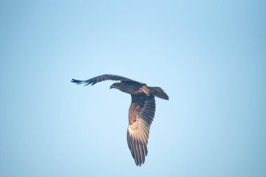 Bir Brahminy uçurtması (Haliastur sanayisi) açık mavi gökyüzünde süzülür, tamamen genişlemiş kanatlarla, özgürlüğü simgeler.