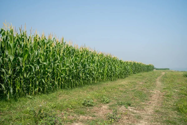 Kırsal alanda, engin mavi gökyüzünün altında toprak bir yolun kenarında bir mısır tarlası.
