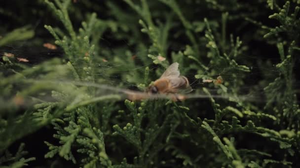 Een wesp kruipt op een jeneverbes boom — Stockvideo