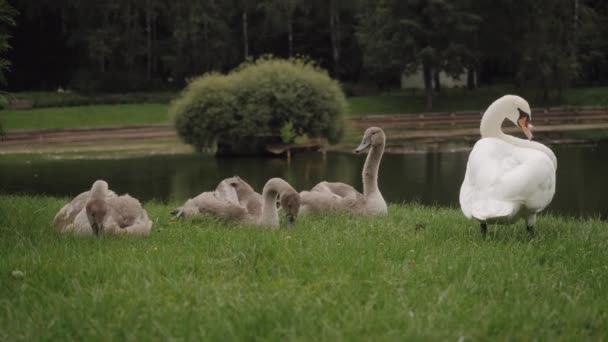 Uma família de cisnes está descansando na margem de uma lagoa. — Vídeo de Stock
