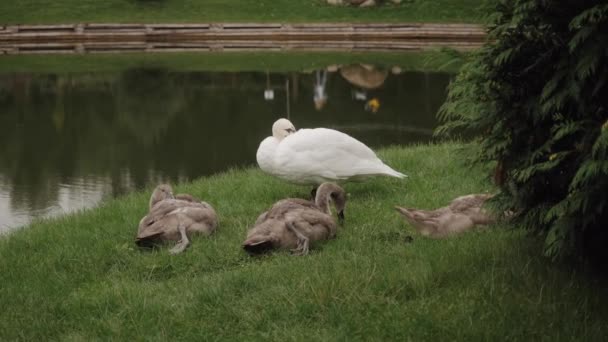 En svanfamilj vilar på stranden av en damm.. — Stockvideo