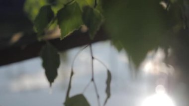 Batan güneşte huş ağacı yaprakları