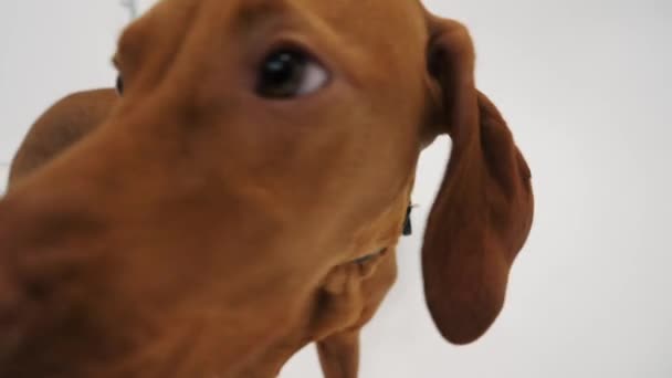 Capelli rossi cane dai capelli lisci colpisce il naso alla fotocamera — Video Stock