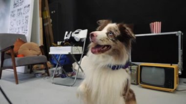 Fotoğraf stüdyosundaki komik köpek..
