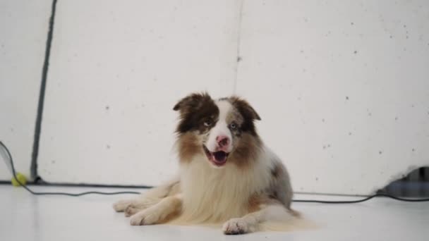Funny dog in the photo studio. — Stock Video