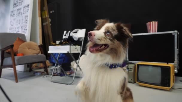 Funny dog in the photo studio. — Stock Video