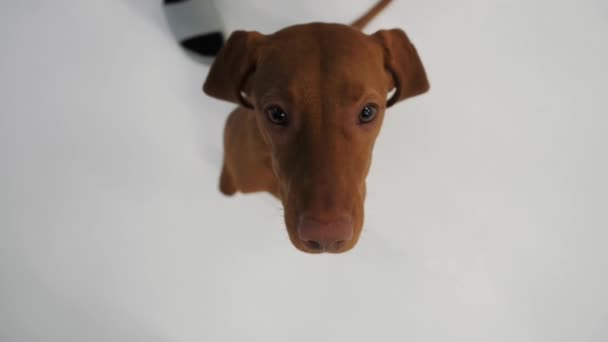 Rojo de pelo liso perro empuja su nariz a la cámara — Vídeo de stock