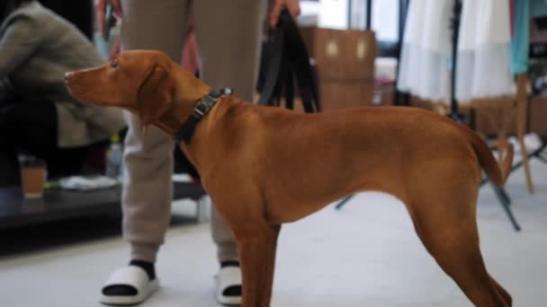 Kızıl saçlı, düz saçlı köpek dükkan sahibinin önünde duruyor.. — Stok video