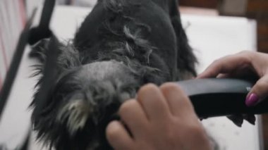 Bir kuaför minyatür bir schnauzer makaslar..