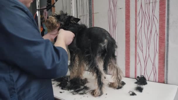 A groomer shears a miniature schnauzer. — Stock Video