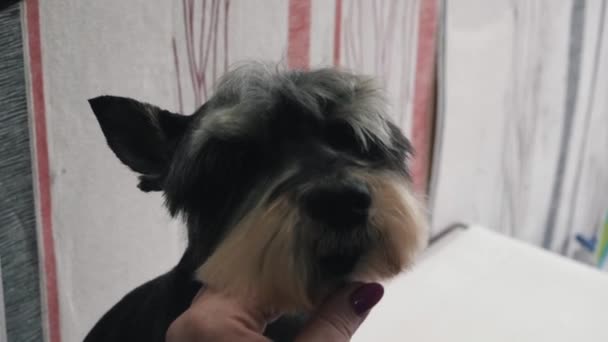 A groomer shears a miniature schnauzer. — Stock Video