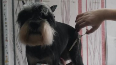 Bir kuaför minyatür bir schnauzer makaslar..