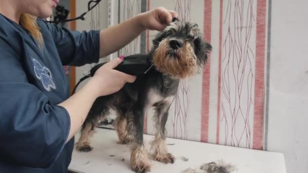 A groomer shears a miniature schnauzer. — Stock Video