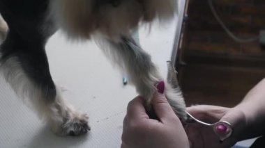 Bir kuaför minyatür bir schnauzer makaslar..