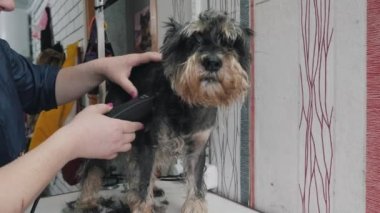 Bir kuaför minyatür bir schnauzer makaslar..