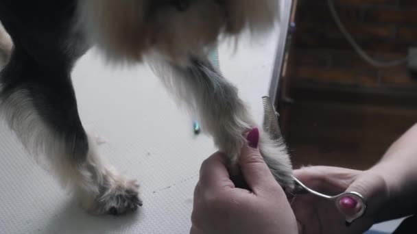 Un peluquero corta un schnauzer en miniatura. — Vídeos de Stock