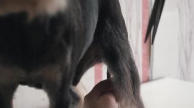 Bir kuaför minyatür bir schnauzer makaslar..