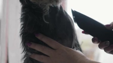 Bir kuaför minyatür bir schnauzer makaslar..