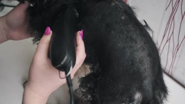 A groomer shears a miniature schnauzer. — Stock Video