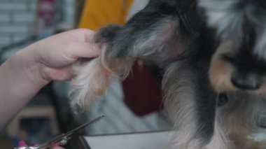 Bir kuaför minyatür bir schnauzer makaslar..