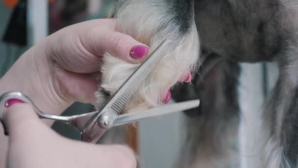 Een groomer scheert een miniatuur schnauzer. — Stockvideo