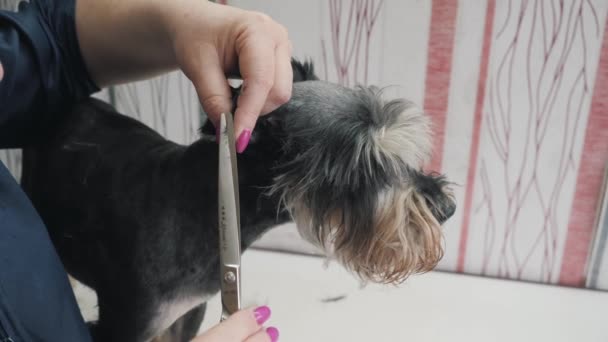 A groomer shears a miniature schnauzer. — Stock Video