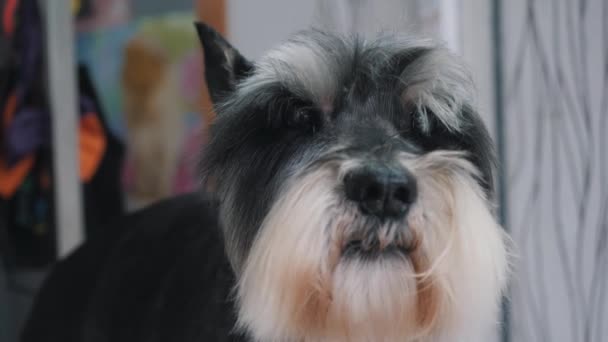 Un peluquero corta un schnauzer en miniatura. — Vídeo de stock