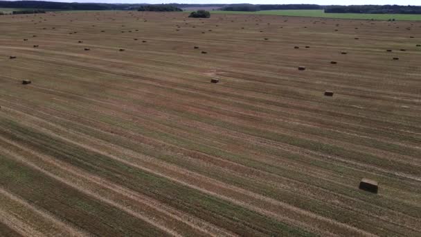 Vista panorâmica de um campo agrícola — Vídeo de Stock